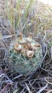 Image of Pariette Cactus