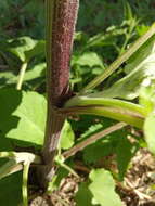 Image of Arctium ambiguum (Celak.) Nym.