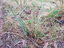 Image of Lomandra multiflora subsp. dura (F. Muell.) T. D. Macfarl.