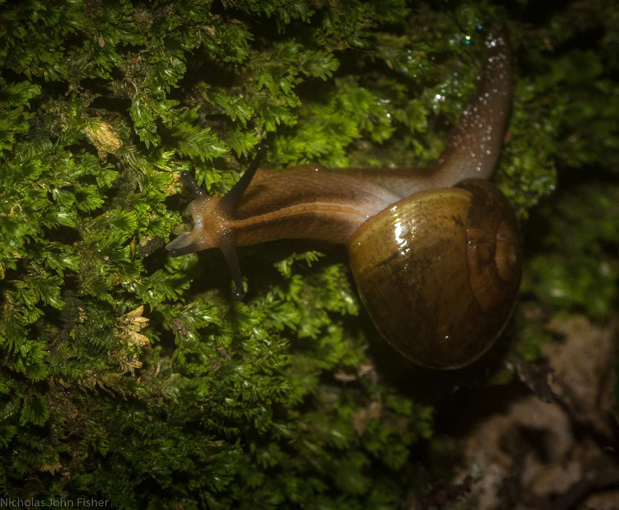 صورة Terrycarlessia bullacea (Reeve 1854)