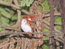 صورة Corythornis madagascariensis (Linnaeus 1766)