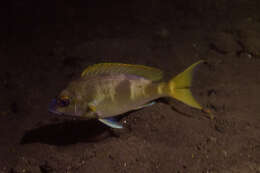 Image of Pale monocle bream