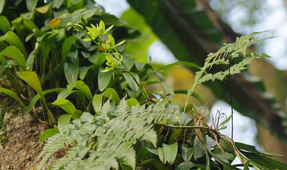 Image of Coelogyne mayeriana Rchb. fil.