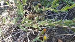 Image of Oregon false goldenaster