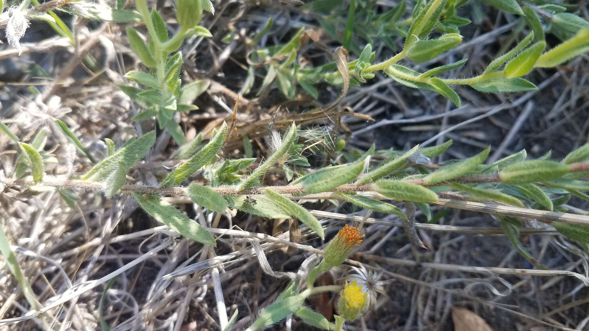 Image of Oregon false goldenaster