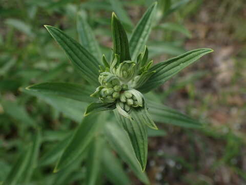 Image of soft-hair marbleseed