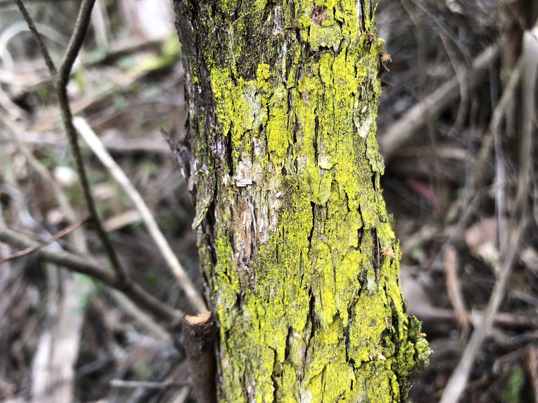 Image of dust lichen