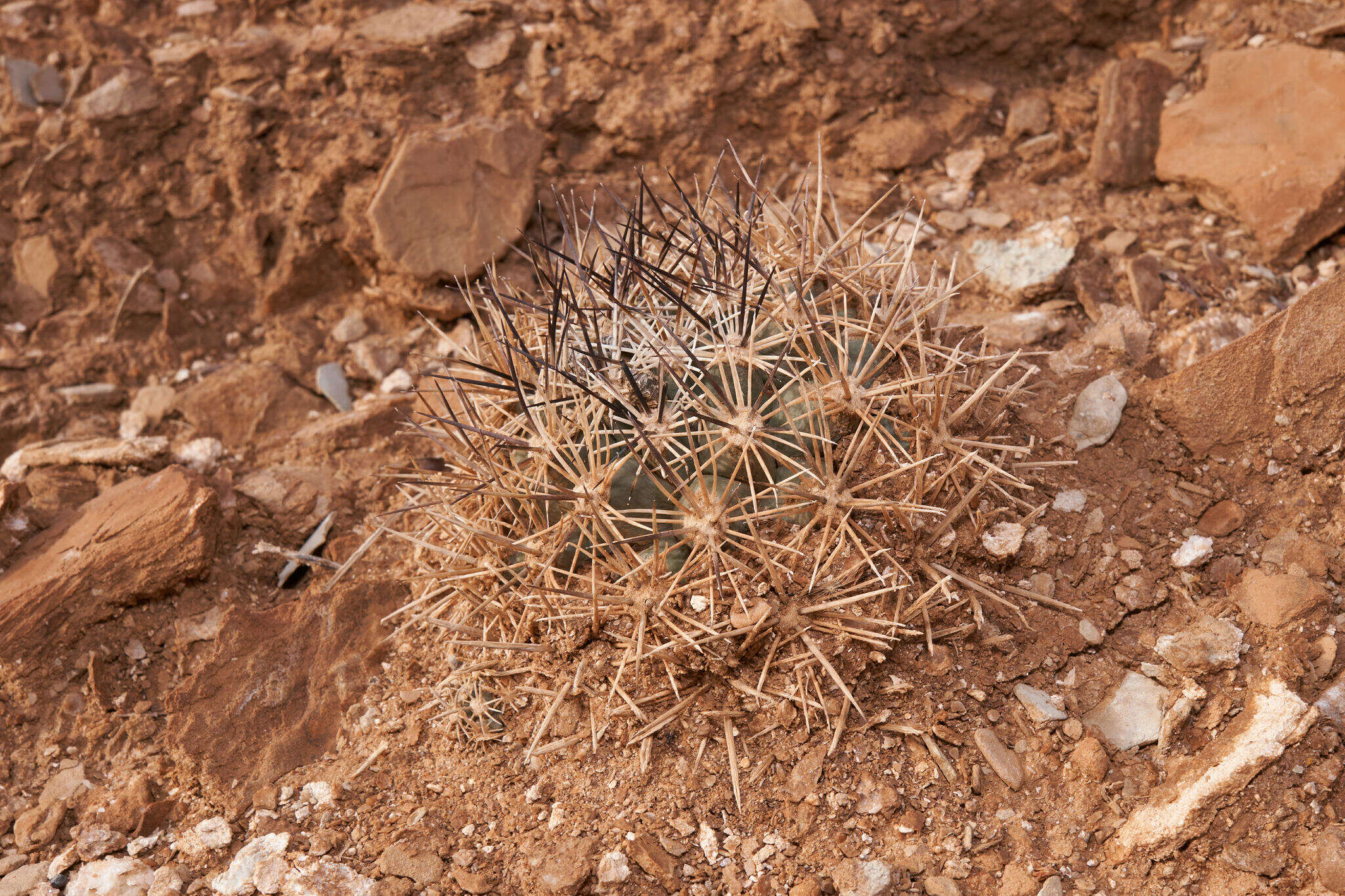 Plancia ëd Pediocactus sileri (Engelm. ex J. M. Coult.) L. D. Benson