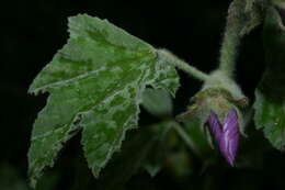 Image of Malva olbia (L.) Alef.