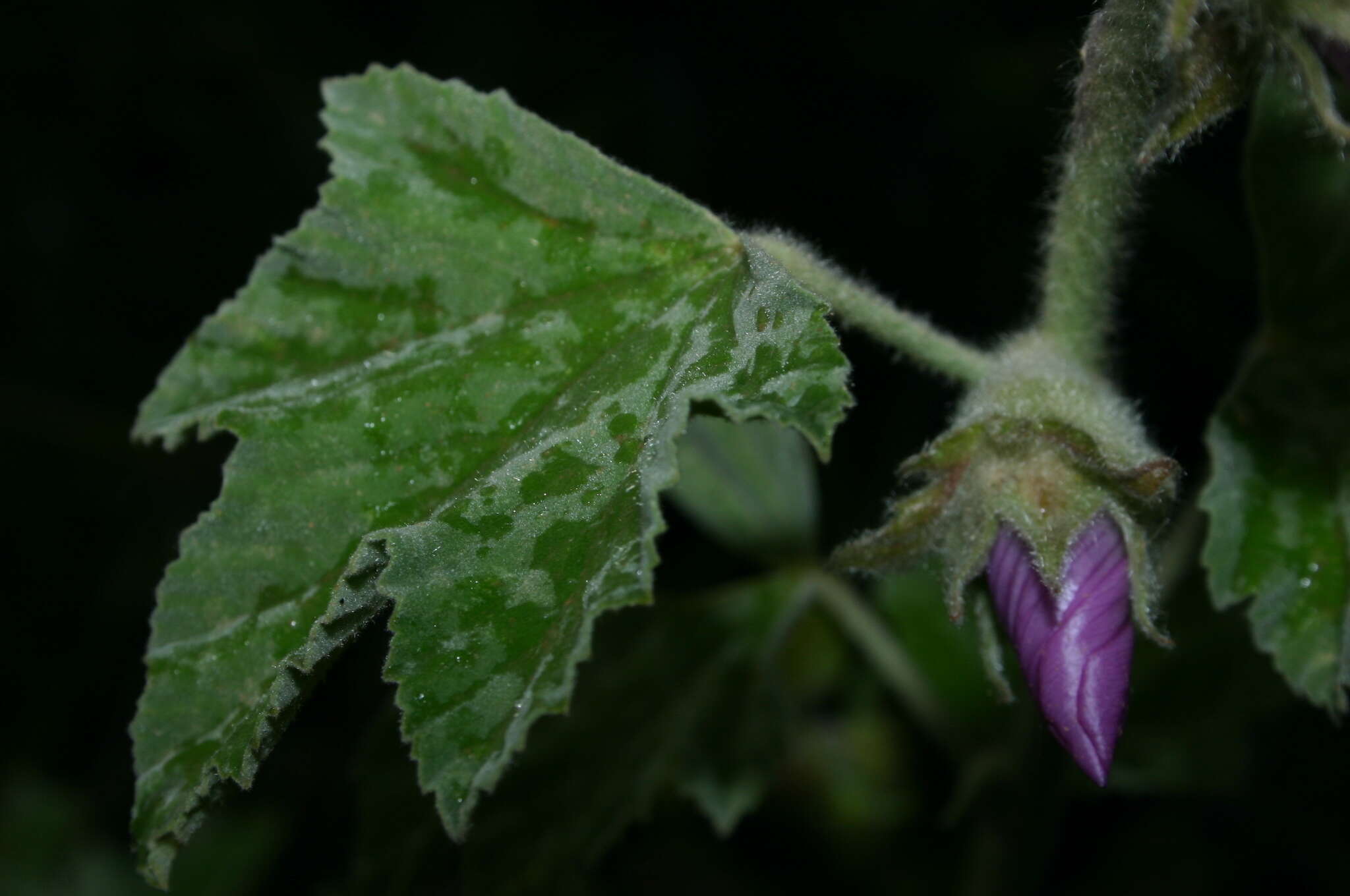 صورة Malva olbia (L.) Alef.