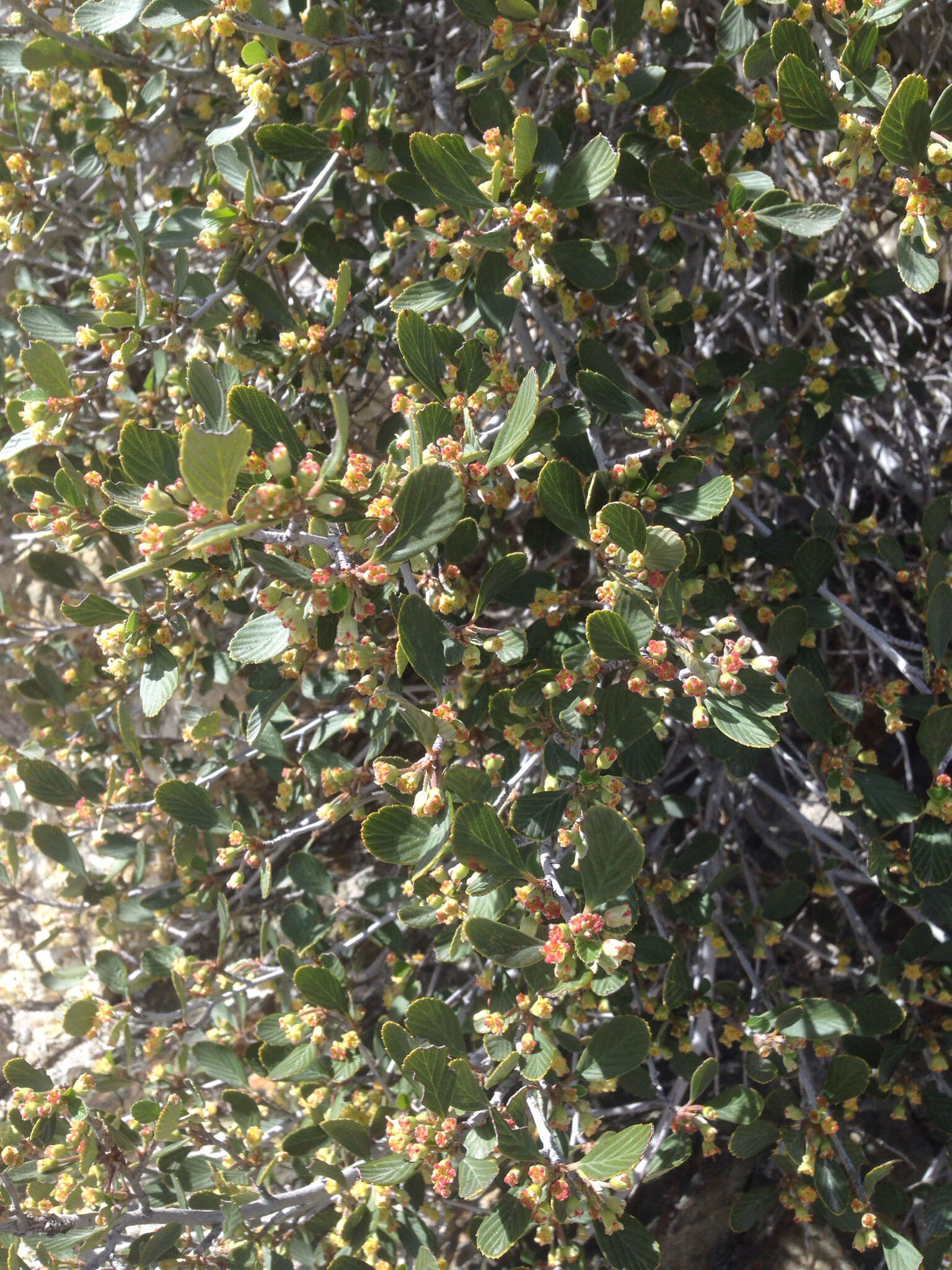 Image of Birch-leaf Mountain-mahogany