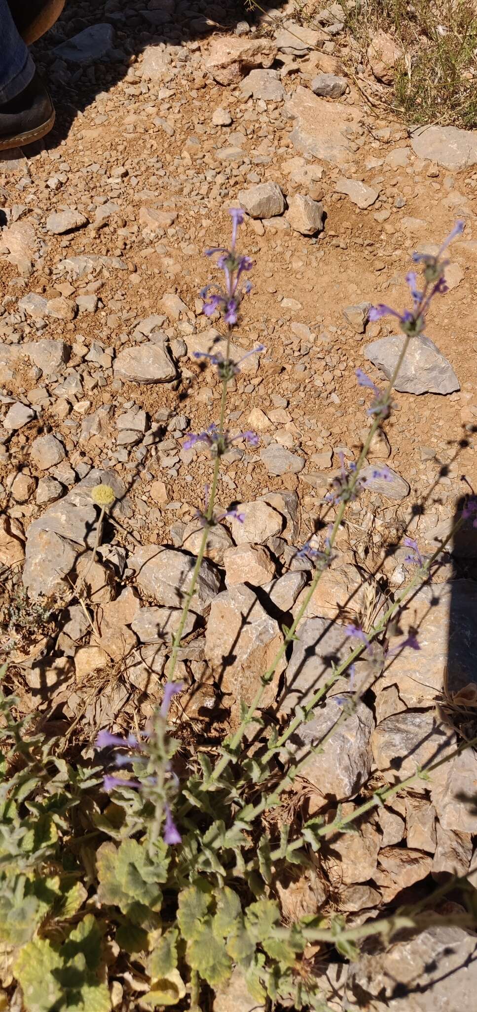 Image of Nepeta glomerata Montbret & Aucher ex Benth.