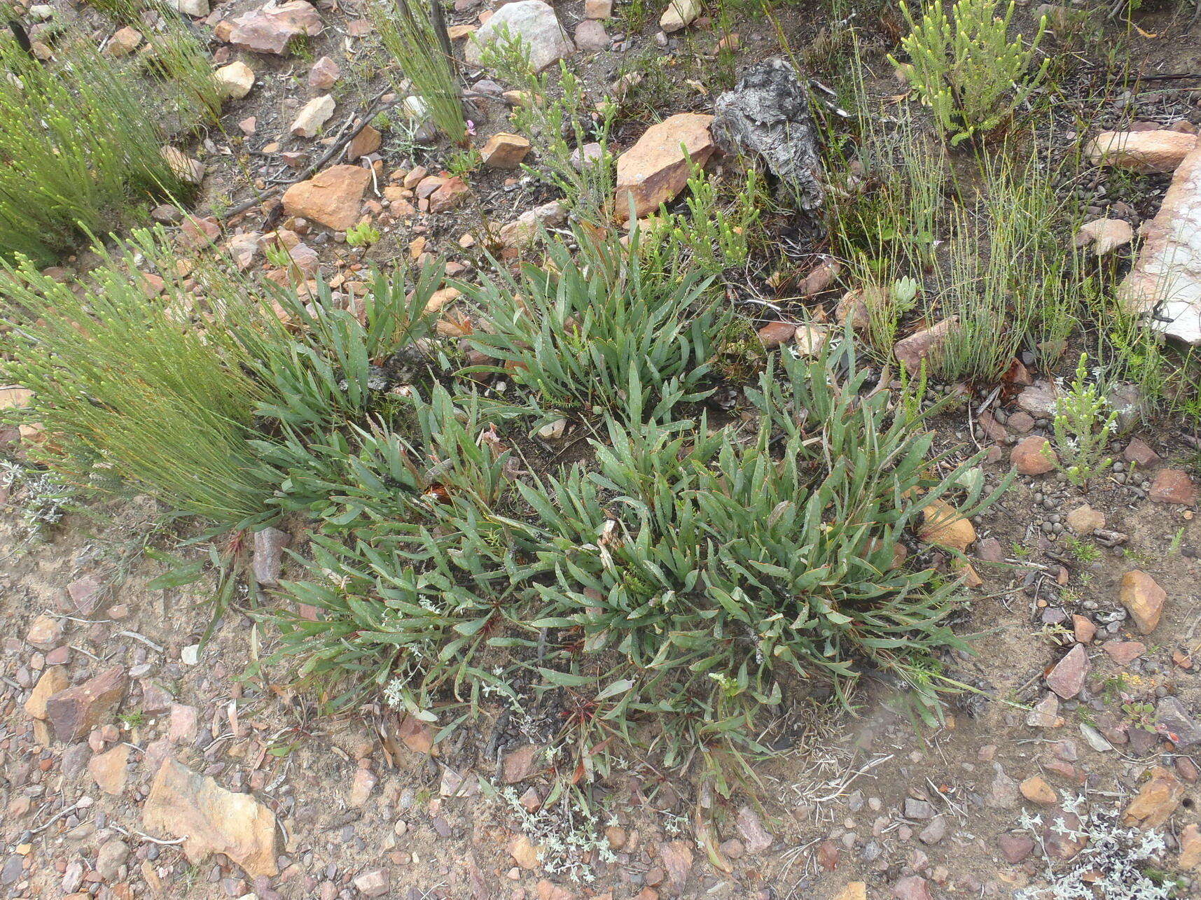 Image of Protea vogtsiae Rourke