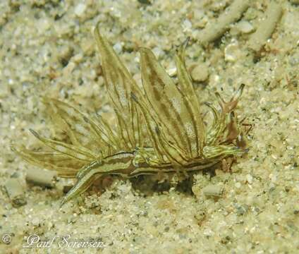 Aplysiopsis formosa Pruvot-Fol 1953 resmi