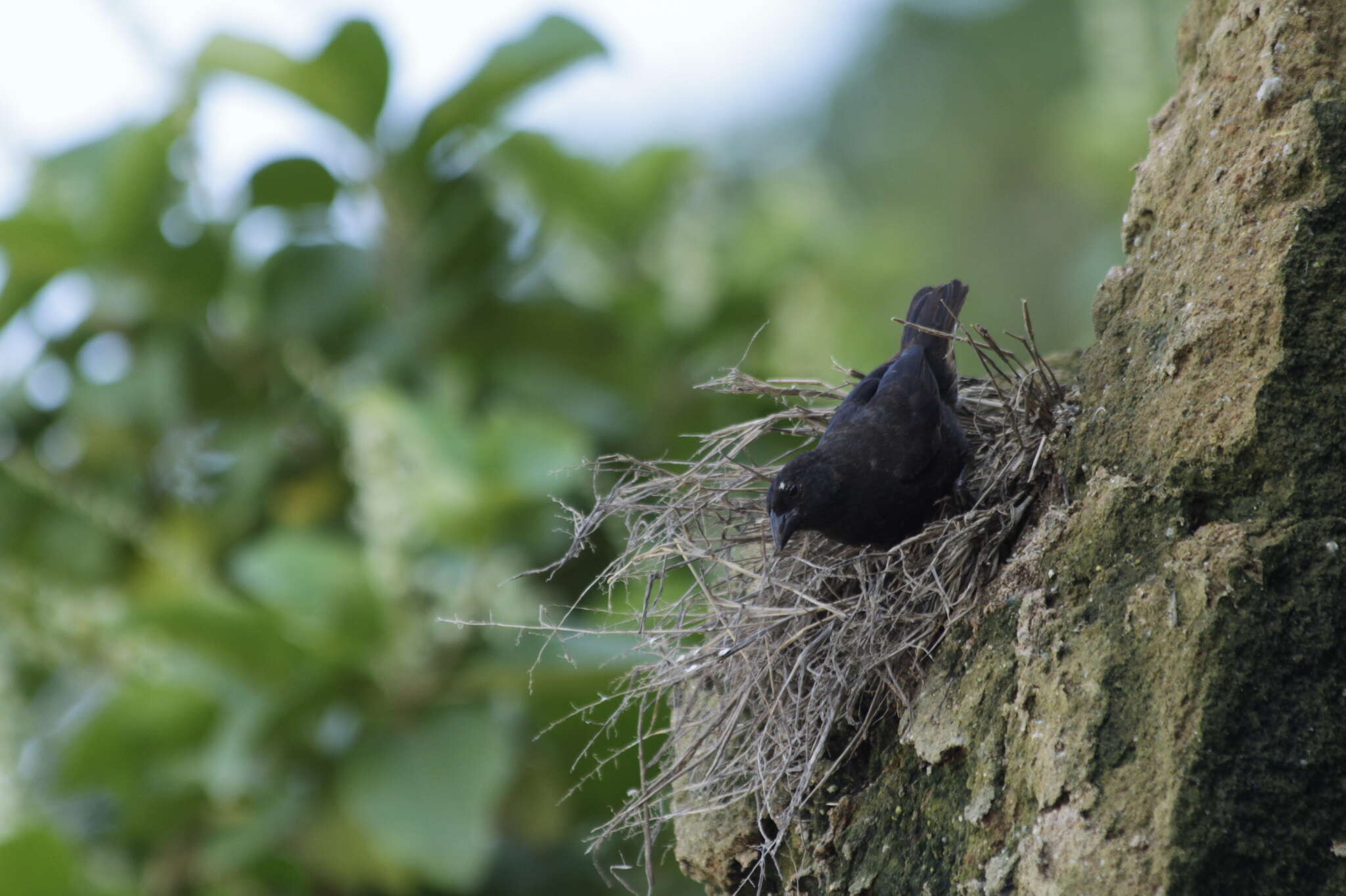 Image of Vampire Ground Finch