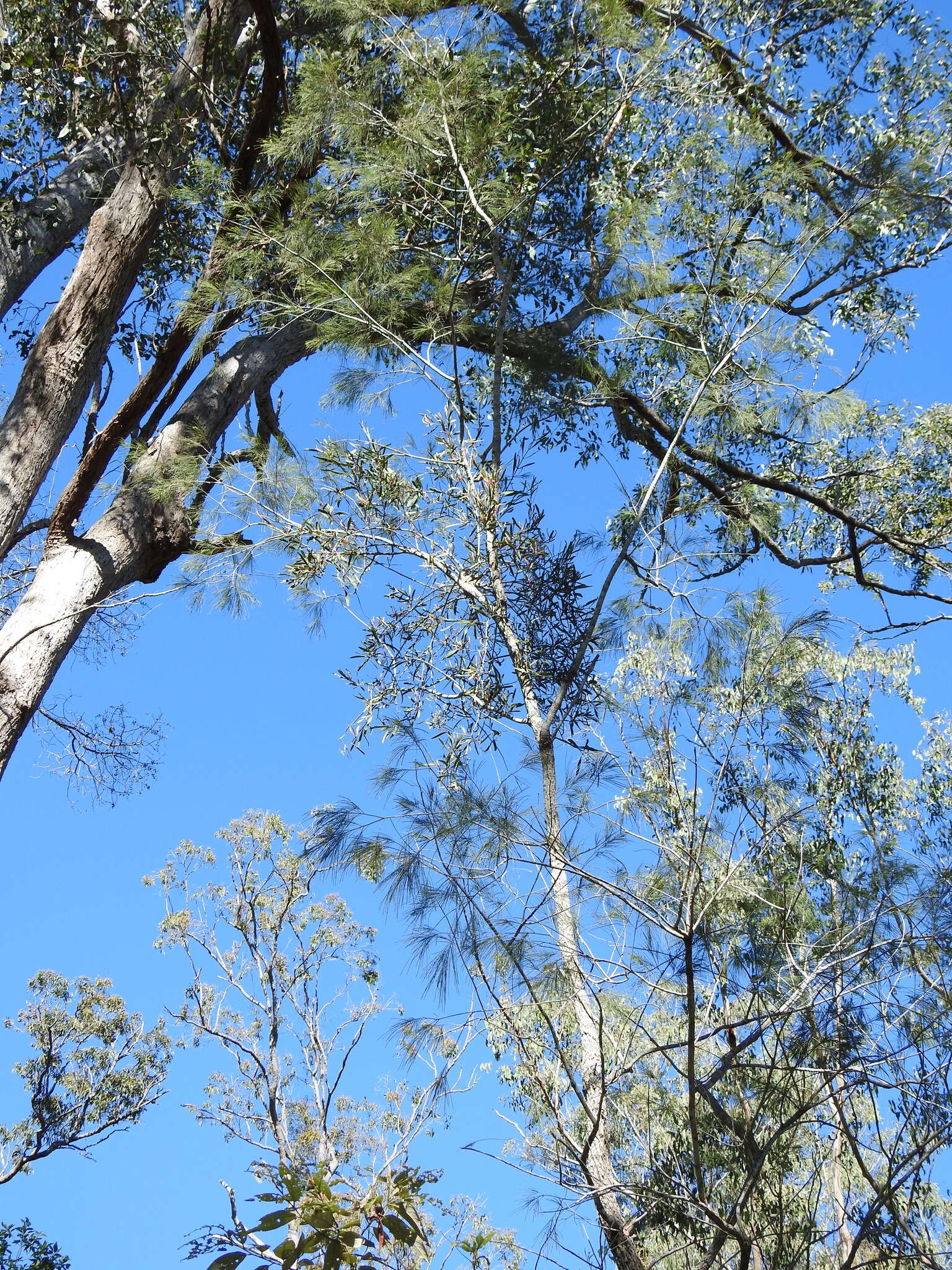 Image of Northern mistletoe