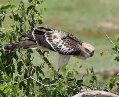 Nisaetus cirrhatus ceylanensis (Gmelin & JF 1788) resmi