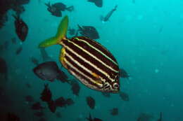 Image of Atypichthys