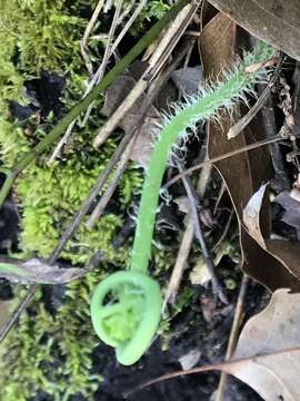 Image of Llavea cordifolia Lag.