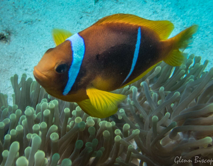 Image of Clownfish