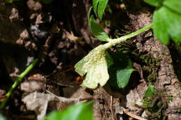 Image of Puccinia albescens Grev. 1889