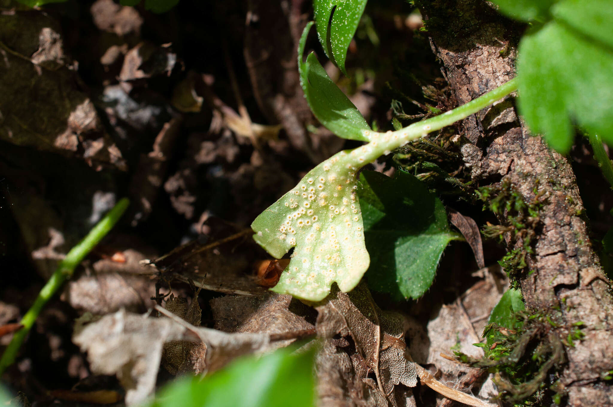 Imagem de Puccinia albescens Grev. 1889