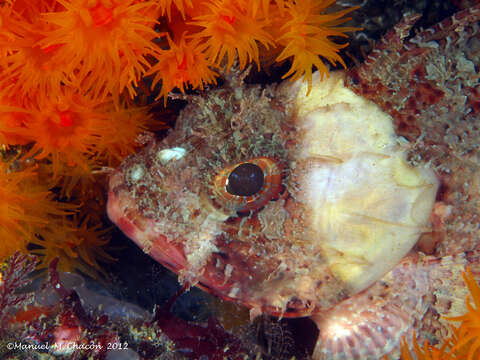 Image of Red Scorpionfish