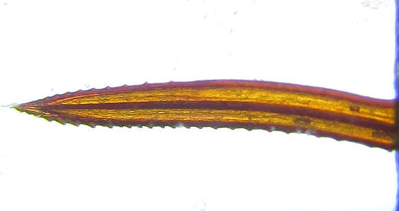 Image of <i>Cephus fumipennis</i>