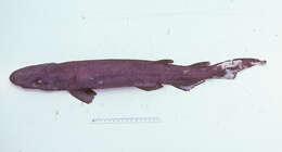 Image of Black Roughscale Catshark