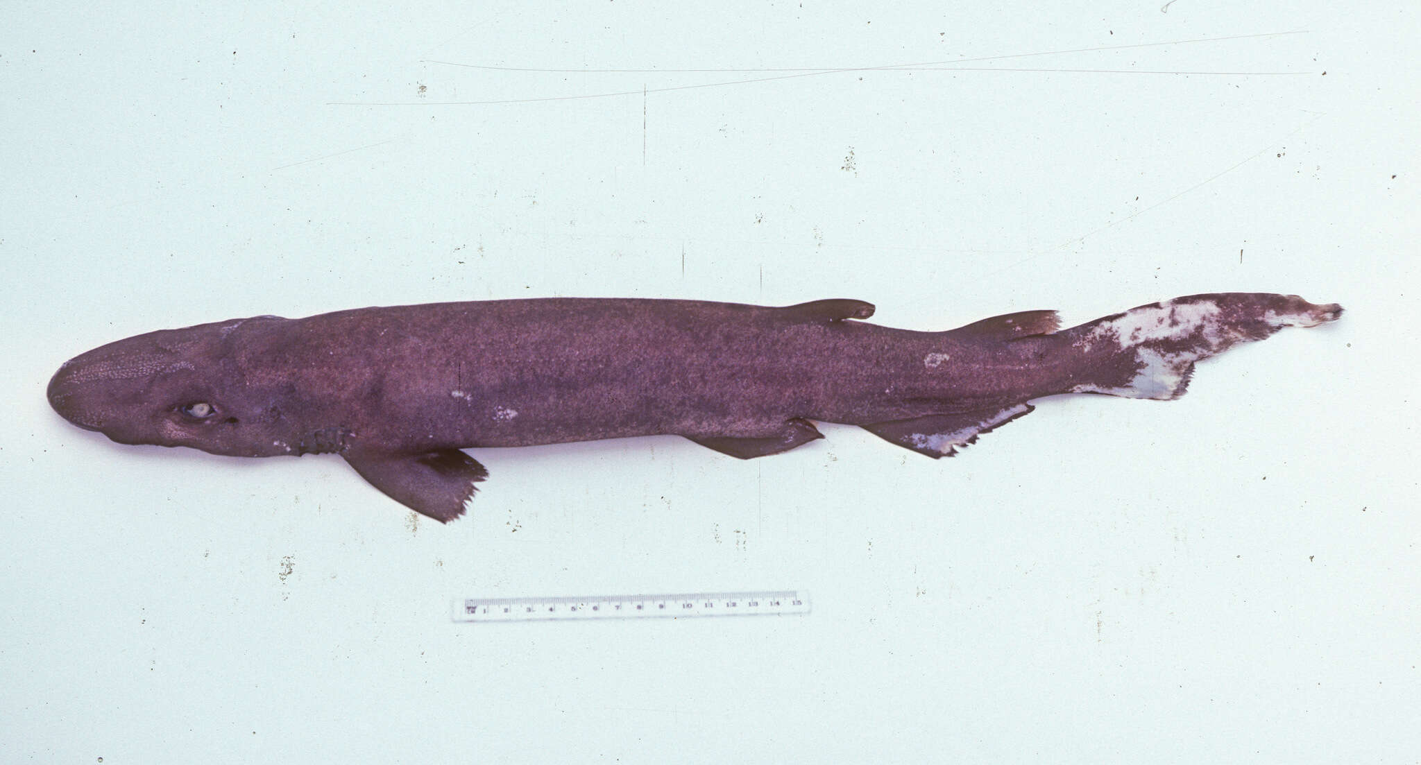 Слика од Apristurus melanoasper Iglésias, Nakaya & Stehmann 2004