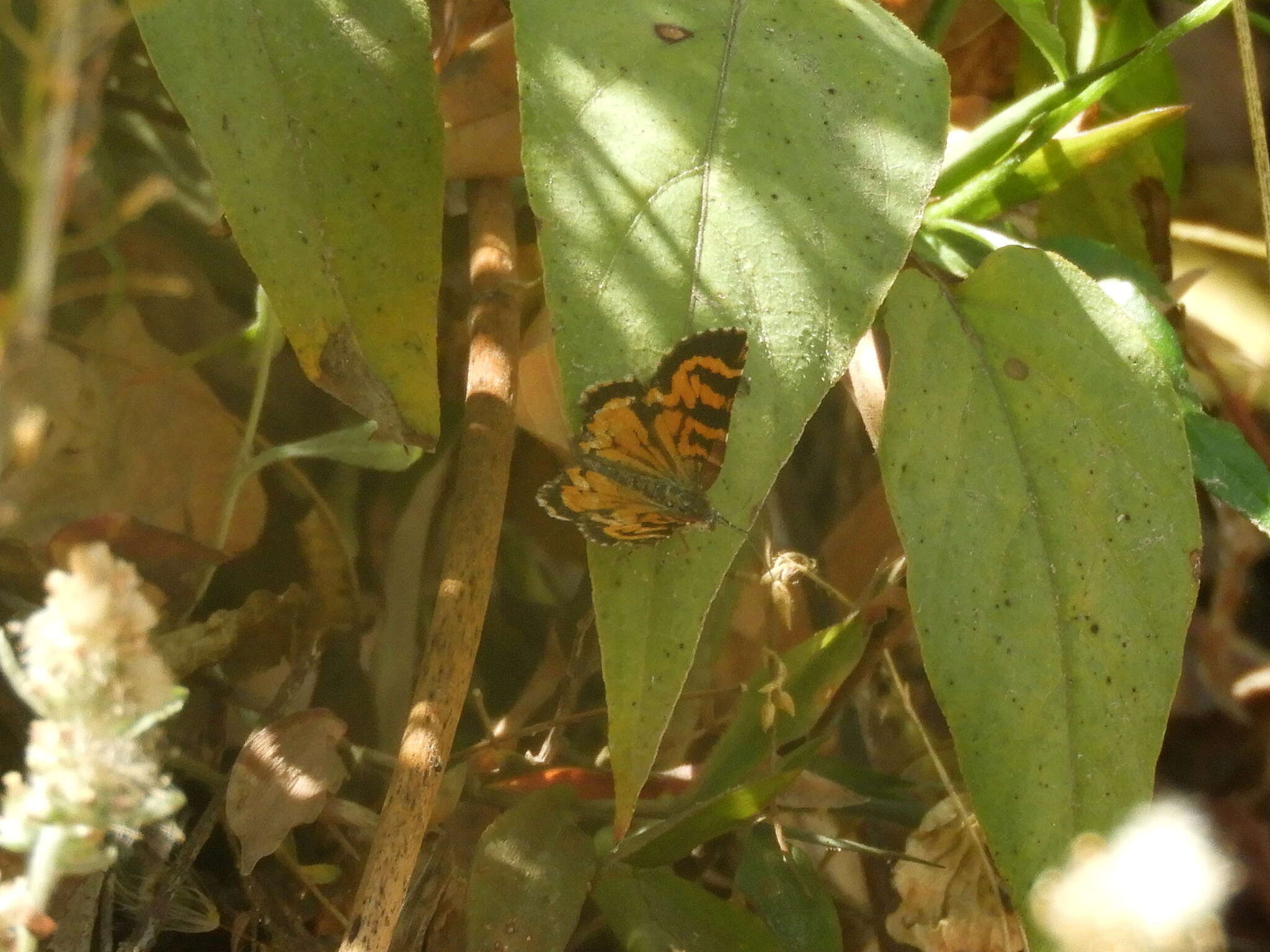 صورة Heterusia cruciata Staudinger 1894