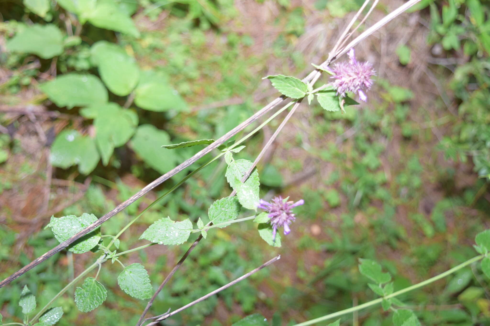 Imagem de Agastache palmeri (B. L. Rob.) Standl.