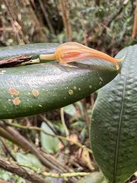 Image of Pleurothallis microcardia Rchb. fil.