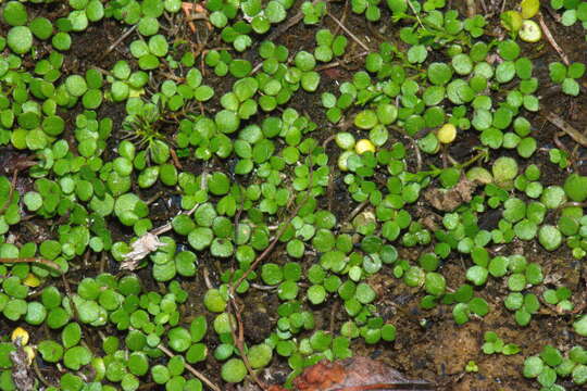 Image of Hydrocotyle tripartita var. hydrophila (Petrie) Cheesem.