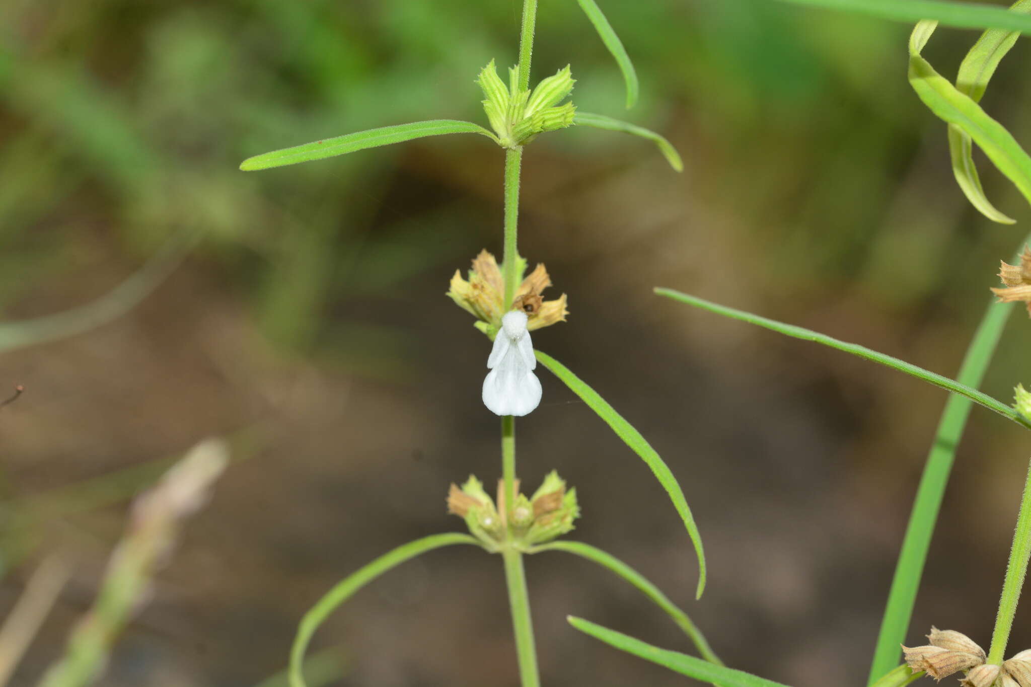 Imagem de Leucas longifolia Benth.