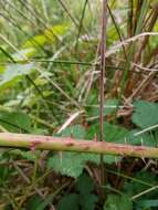 Image of Rubus conjungens (Bab.) Warren