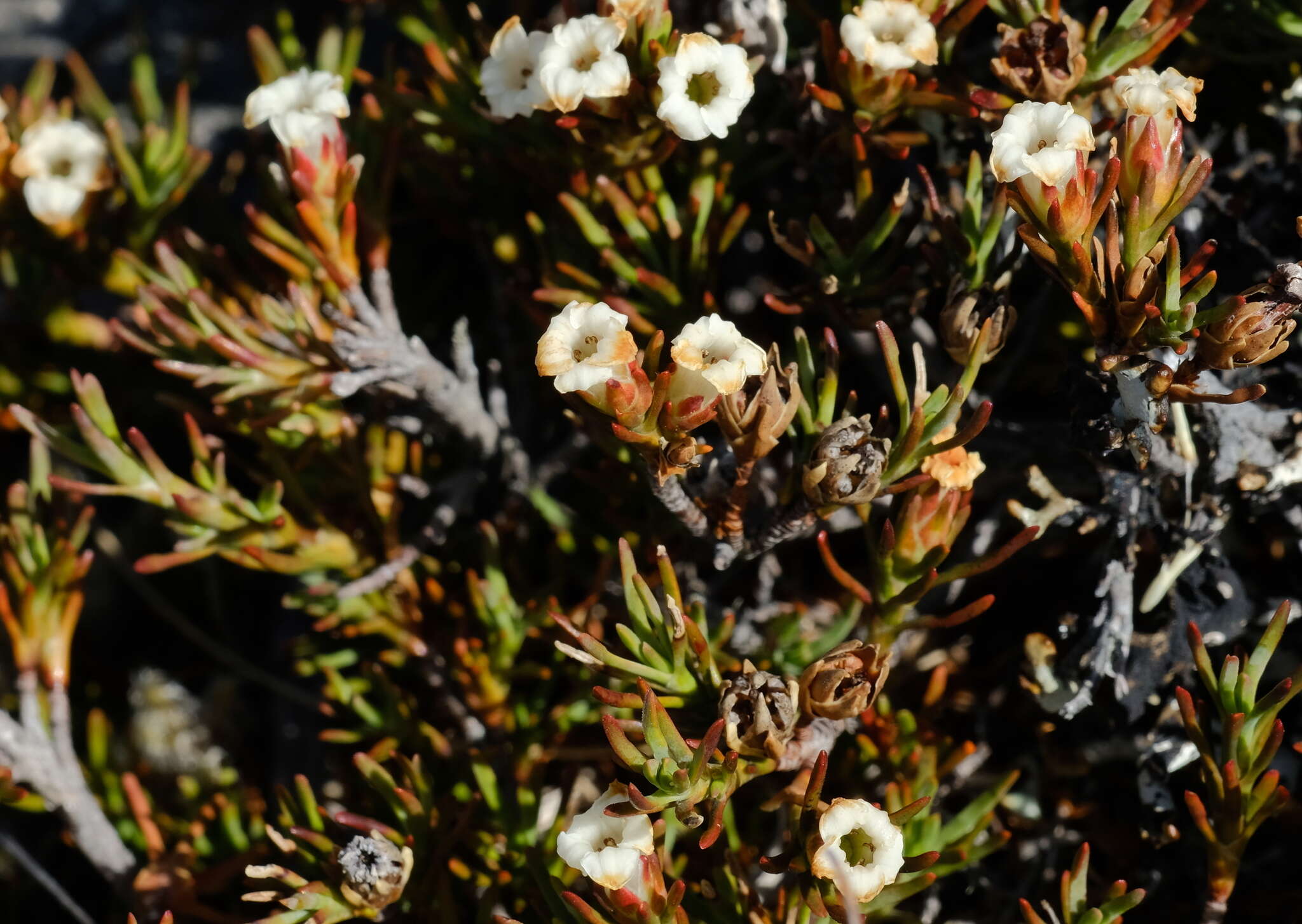 Image of Dracophyllum pronum W. R. B. Oliver