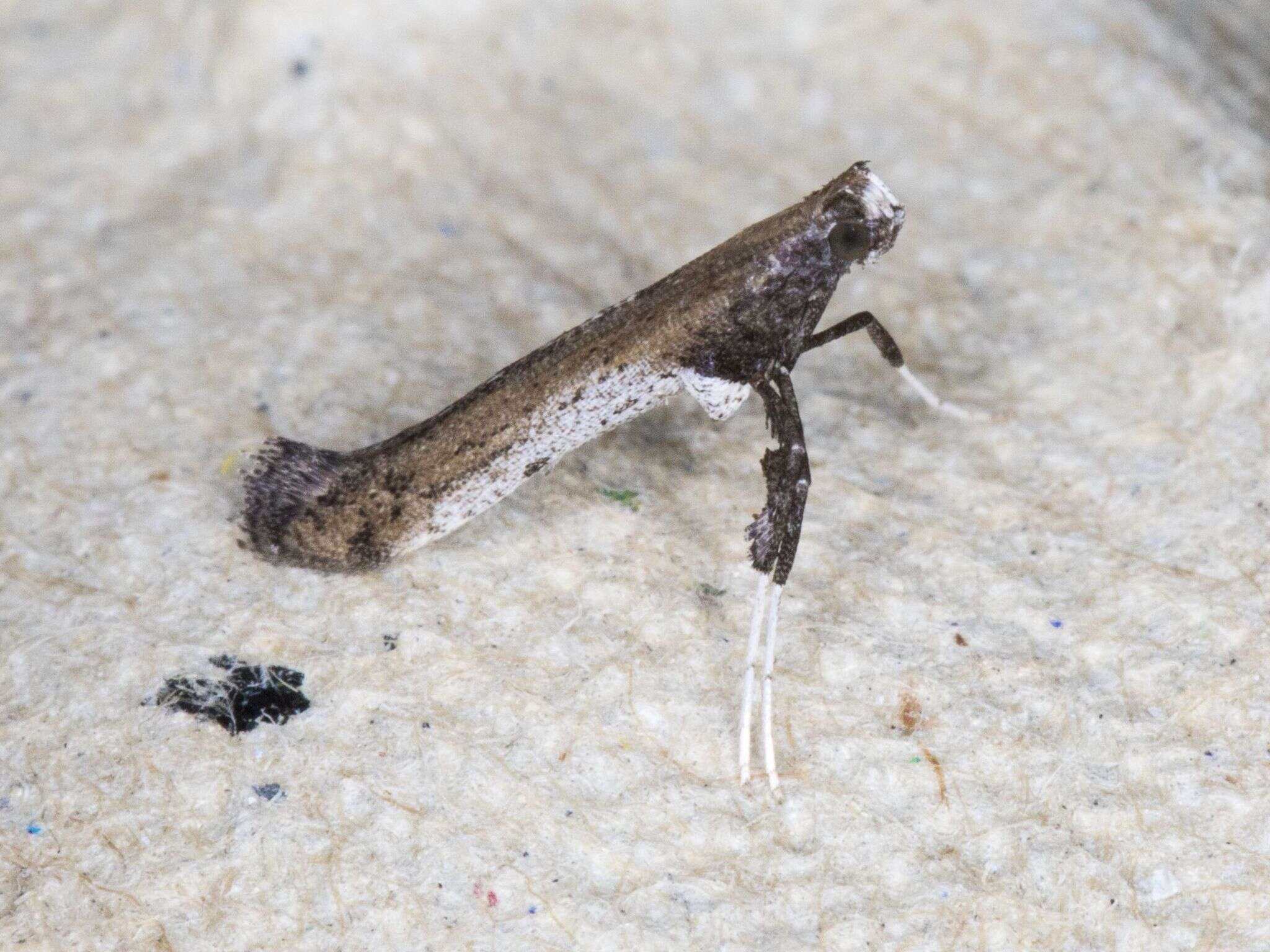 Image of Caloptilia ovatiella Opler 1969