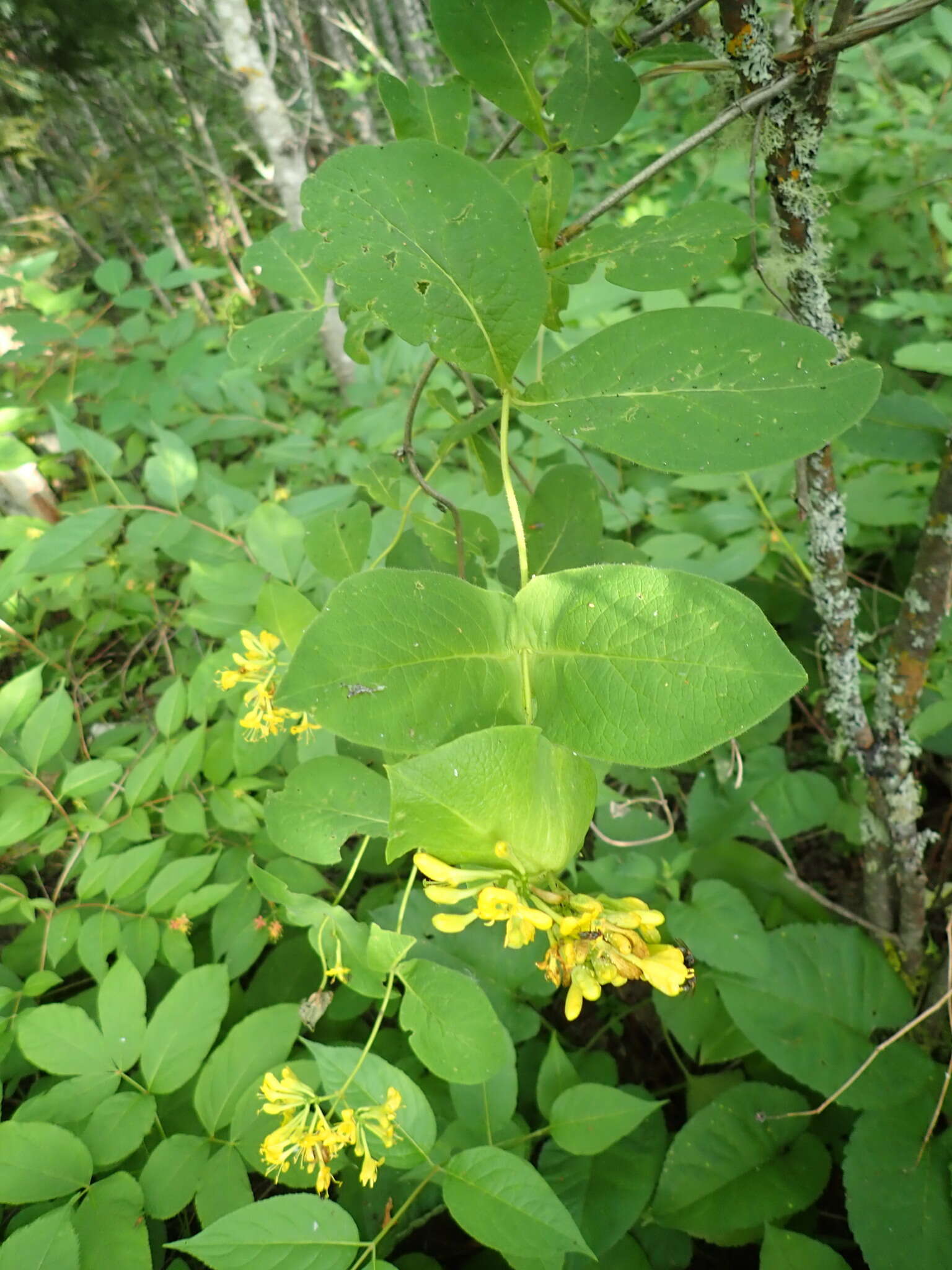 Imagem de Lonicera hirsuta Eat.