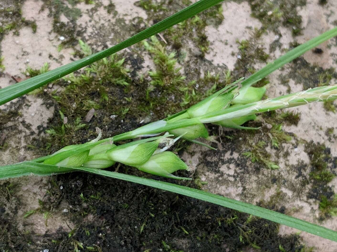 Image of Hitchcock's sedge