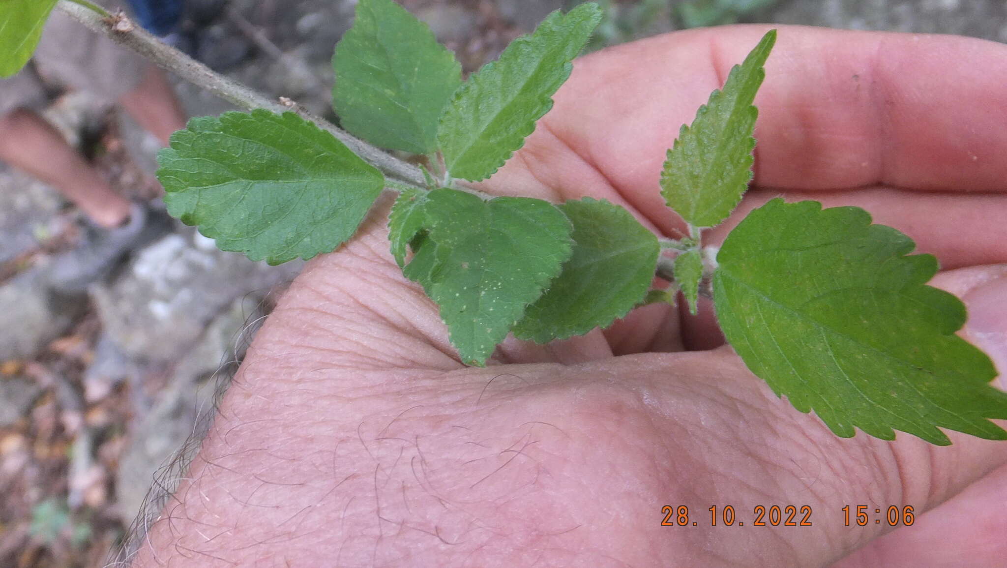 Imagem de Acalypha glabrata Thunb.