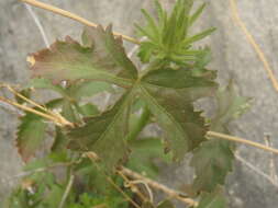 Image of Arizona rosemallow