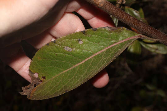 Image of Dendrophorbium vanillodorum (Cabrera) H. Beltran