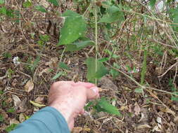 Sivun Melanthera nivea (L.) Small kuva