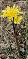 Image of prairie false dandelion