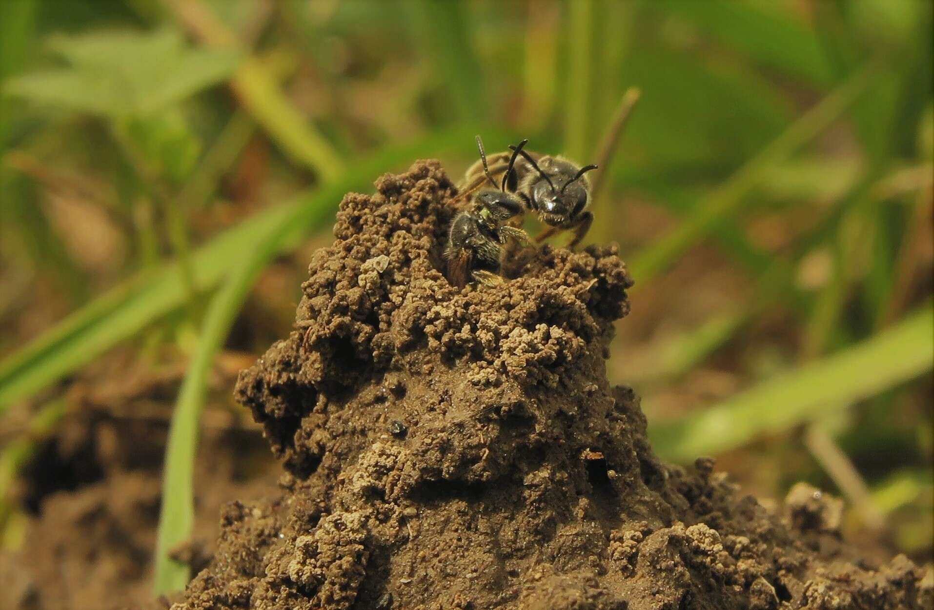 صورة Lasioglossum marginatum (Brullé 1832)