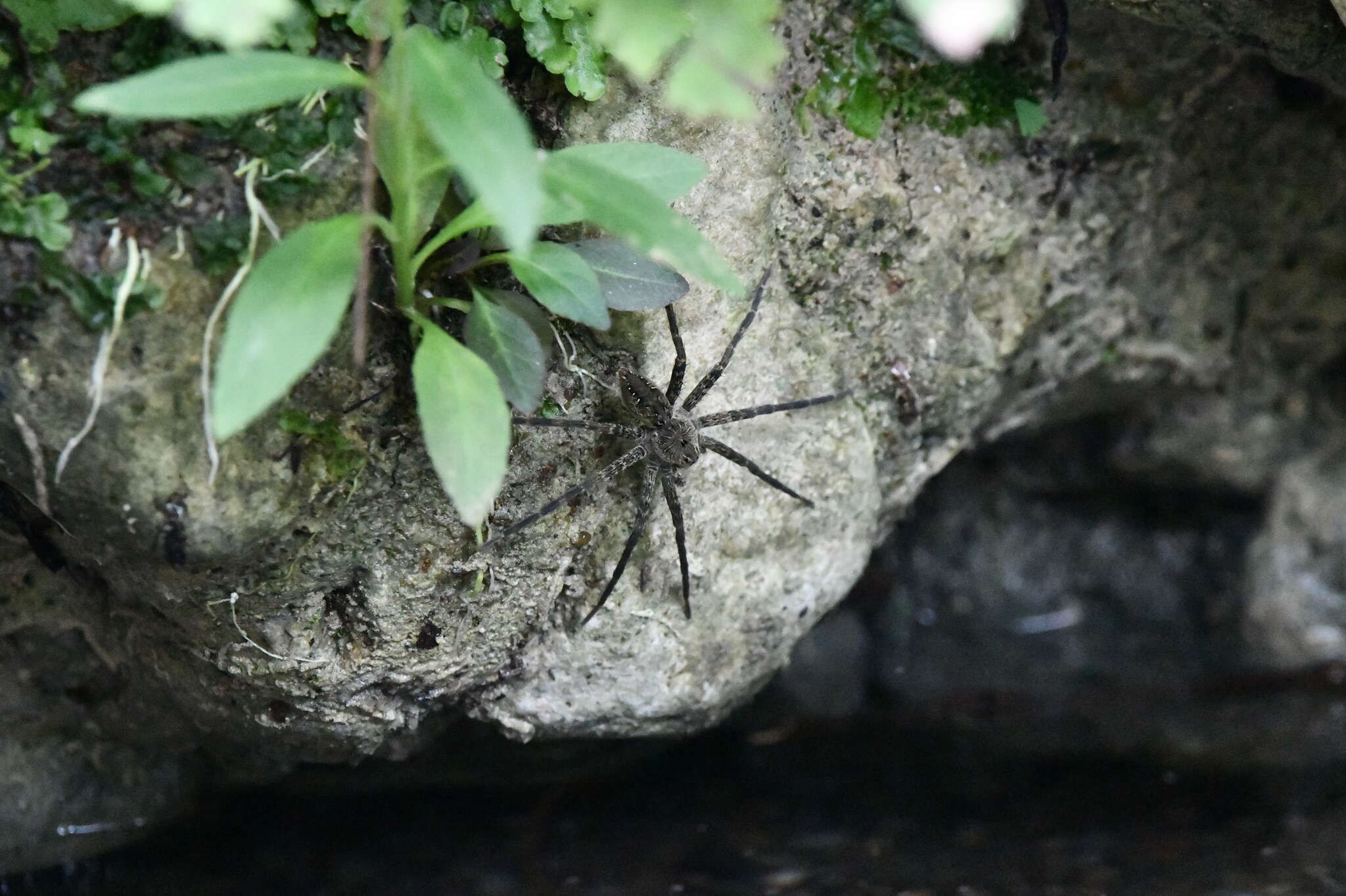 Plancia ëd Dolomedes holti Carico 1973