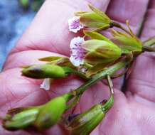 Image of Acrolophia capensis (P. J. Bergius) Fourc.