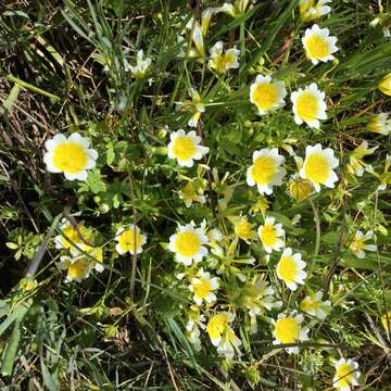 Image of Douglas' meadowfoam