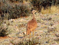 Image of Eupodotis vigorsii namaqua (Roberts 1932)